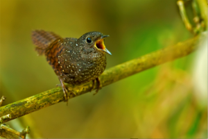 Burung Wren Pengicau