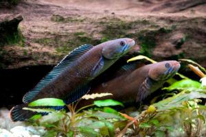 Ikan Kepala Ular