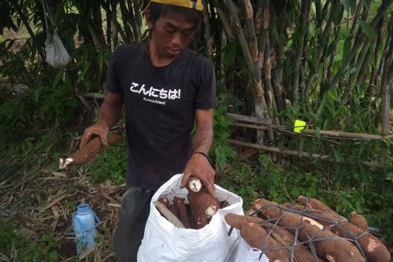 Singkong Jadi Andalan Ekonomi Petani Lebak Aktual