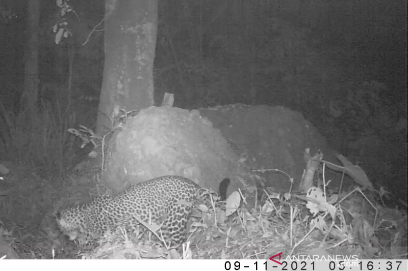 Kabar Baik Macan Tutul Jawa Di Gunung Sanggabuana Terekam Camera Trap