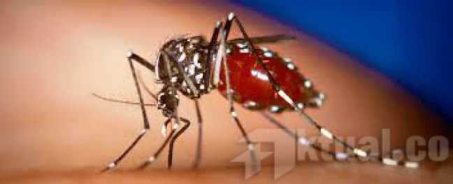 1.042 Kasus DBD Menyerang Warga Jakarta