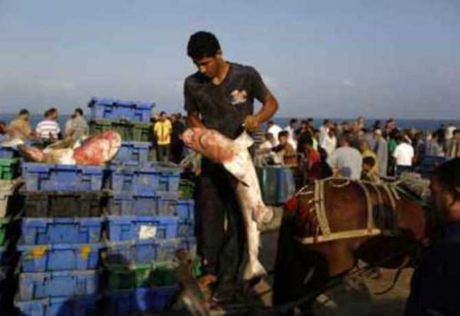 Allah Kirim Gerombolan Ikan Hiu Bagi Nelayan Palestina Untuk Ditangkap