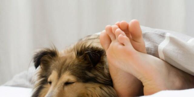 Astaghfirullah, Negara Ini Perbolehkan Manusia Berhubungan Intim Dengan Binatang