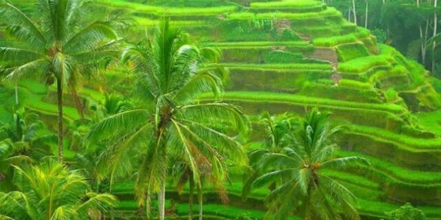 Boikot Bali Muncul di Medsos Australia