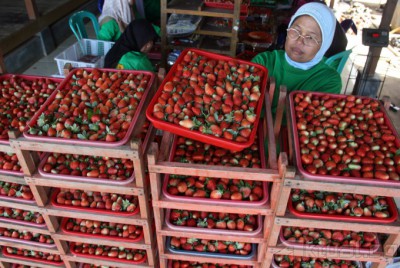 Buah Strawberry, Potensial Diwilayah Garut