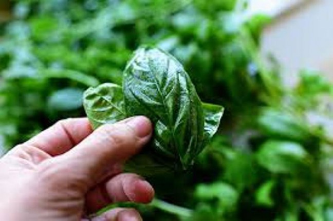 Daun Kemangi Atasi Gejala Ejakulasi Dini pada Pria