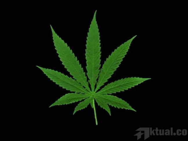 Di Kota Ini, Ganja Legal!