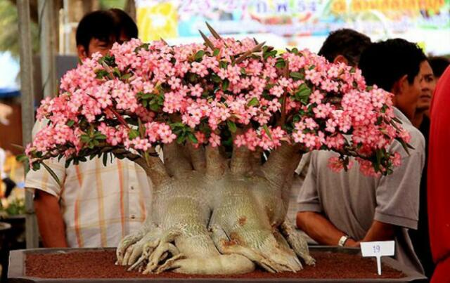 Diincar Penghobi, Ini Cara Pelihara Tanaman Hias Mahal Adenium