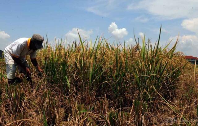 Dukung Swasembada Pangan Nasional, Pemprov Sumut Bangun Irigasi