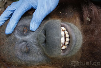Evakuasi Orangutan Sumatera