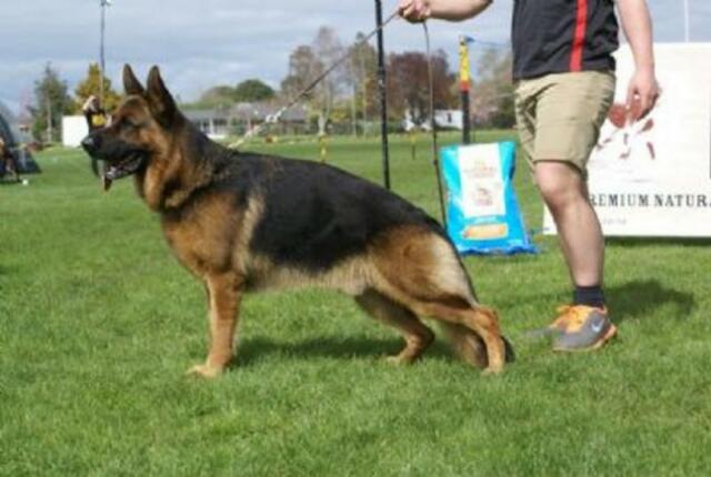 Fakta Menarik Seputar Anjing Herder