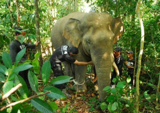 Gajah Liar Aceh Dipantau dengan Teknologi GPS Collar