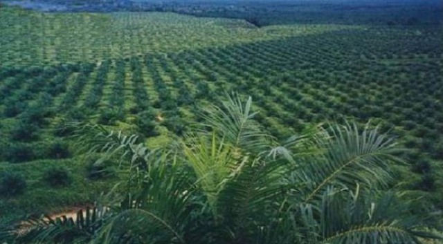 Gubernur Aceh Desak Perusahaan Perkebunan Berkantor di Aceh