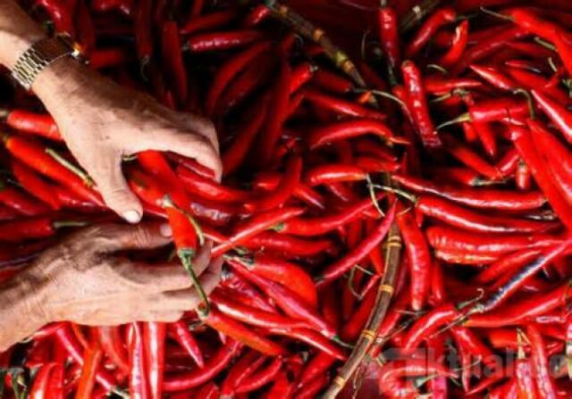 Harga Cabai di Penajam Naik jadi Rp100 Per Kilogram