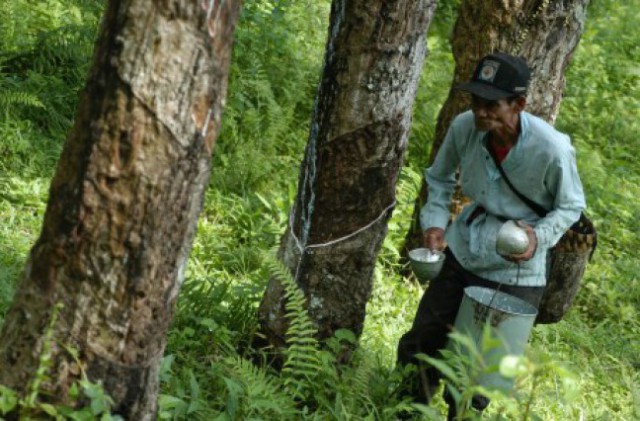 Harga Karet di Pedalaman Barito Turun Akibat Permainan Tengkulak