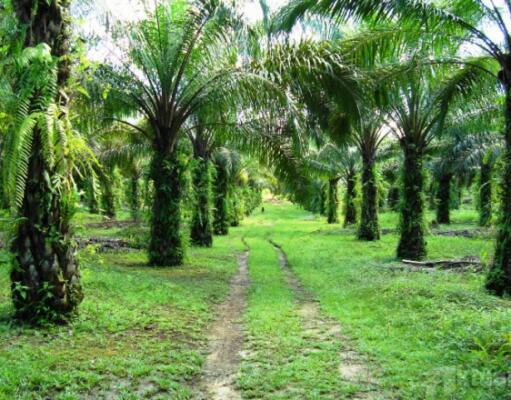 TuK: Pembukaan Lahan Sawit Didominasi Korporasi, Petani Makin Tak Sejahtera