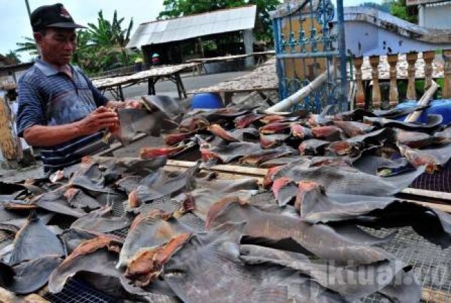 Hiu Hidup selama 80 Juta Tahun