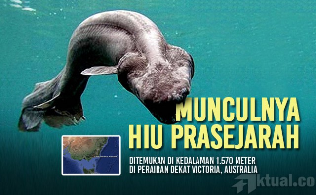 Ikan Zaman Prasejarah Berbentuk Aneh Ditemukan Nelayan Australia