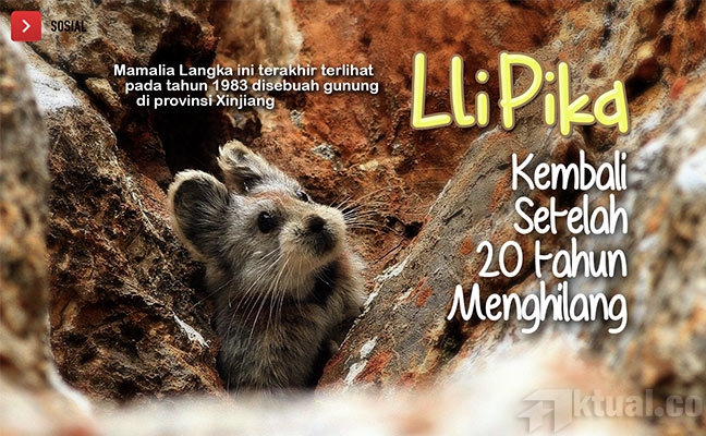 Ili Pika Muncul Lagi Setelah 20 Tahun Menghilang