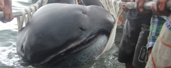 Ilmuwan Temukan 'Makhluk Laut Aneh' 15 Kaki di Pantai Filipina