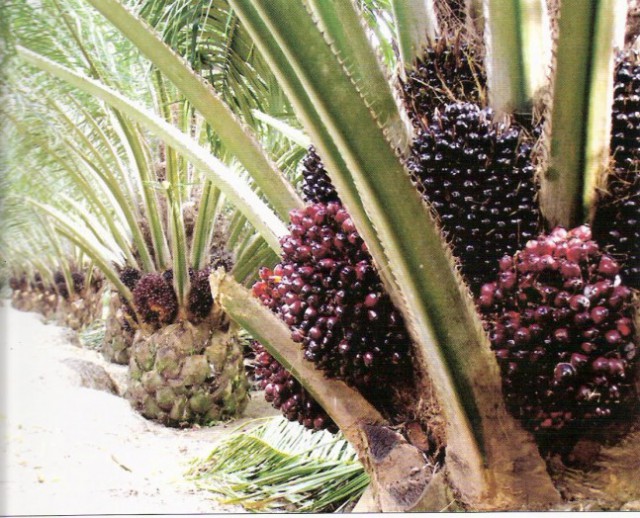 Jalan Ditempat, Petani Pertanyakan Kinerja Tim Penetapan Harga Sawit