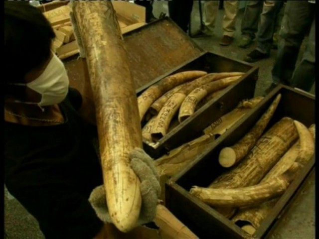 Kasus Pemburuan Gading, Polisi Belum Temukan Sindikat Internasional