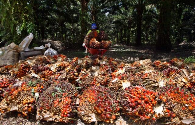 Kelapa Sawit Kalimantan Dikuasai 25 Grup Bisnis Taipan