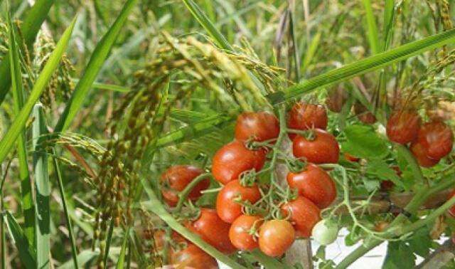 Kelompok Tani Mandiri Nusantara Malut Kembangkan Tanaman Tomat Varietas