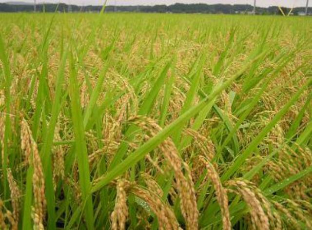 Ketika Karawang Tak Lagi Punya Beras Unggulan