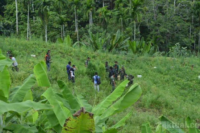Kodim Aceh Utara Temukan 13 Hektare Ladang Ganja