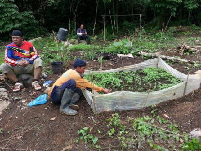 Kodim Bireuen Temukan 1,5 Ha Lahan Ganja