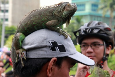 Komunitas Pecinta Iguana Jabodetabek
