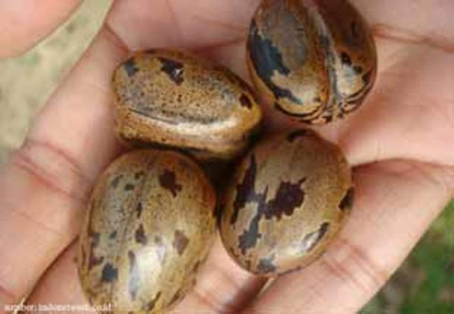 Legislator Bangka Tengah Ingin Lestarikan 'Pangkak Ijik Karet'