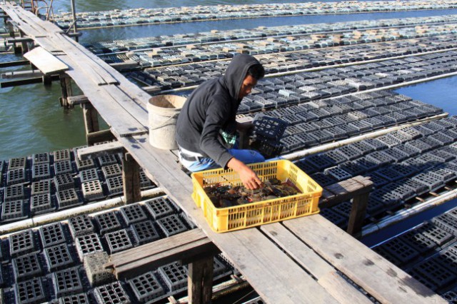 Menteri Susi Tegaskan Tidak Akan Cabut Pembatasan Lobster dan Kepiting