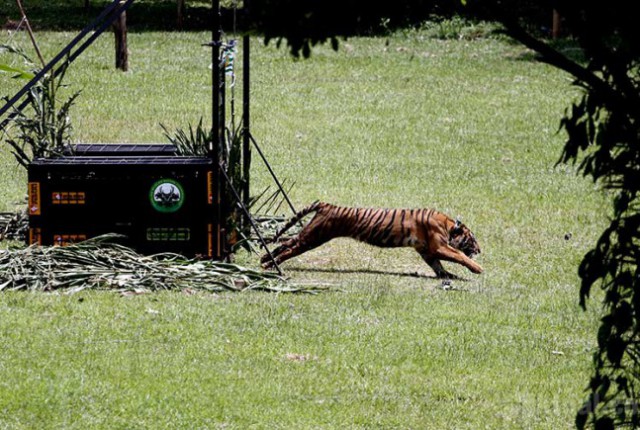 Menteri Susi dan Siti Apresiasi Program Pelepasan Harimau ke Alam Bebas