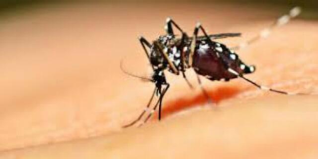 Musim Hujan, 'Serangan' Nyamuk di Jakarta Justru Menurun