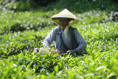 Pasar Teh Organik Indonesia