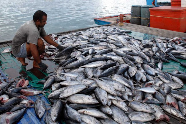 Pasokan Banyak, Harga Ikan di Pangkalpinang Turun