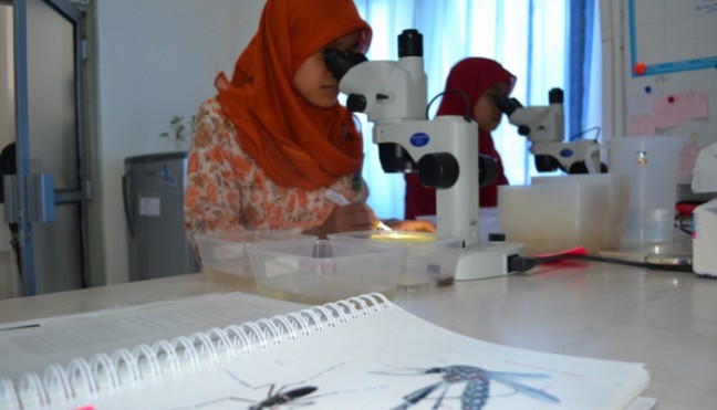 Peneliti: Pencegahan Nyamuk DBD Wolbachia Direspon Baik Warga