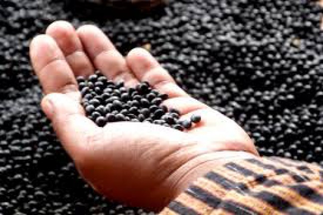 Penemuan Varietas Kedelai Indonesia di Madagaskar Jadi Sejarah 60 Tahun KAA