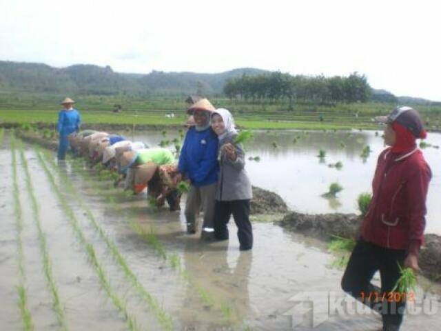 Pengamat: Pemerintah Jangan Nomor duakan Masalah Pangan