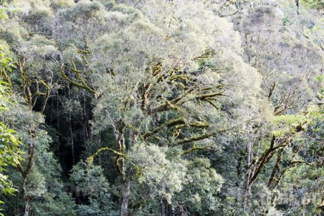 Permen Sektor Kehutanan Memusuhi Pengusaha