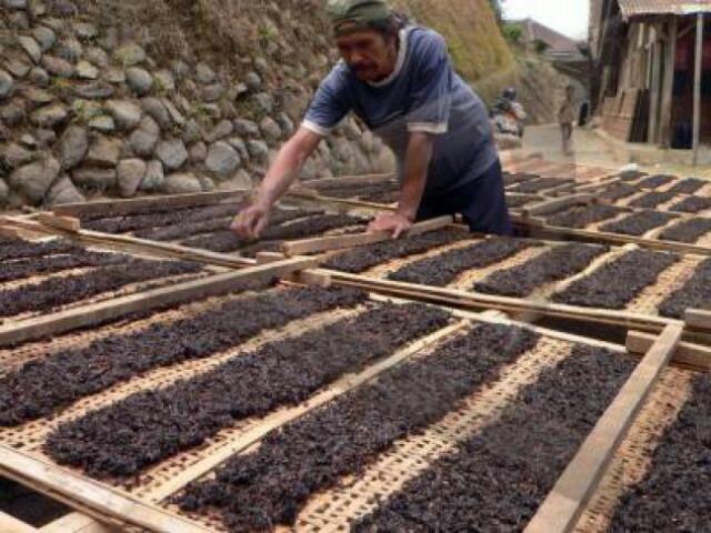 Petani Cirebon Pilih Tembakau Hitam Ketimbang Lokal