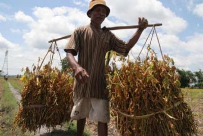 Petani Jember Desak Pemerintah Naikkan HPP Kedelai