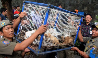 Petugas Razia Pedagang Anjing dan Kucing di Jalan Latharhary