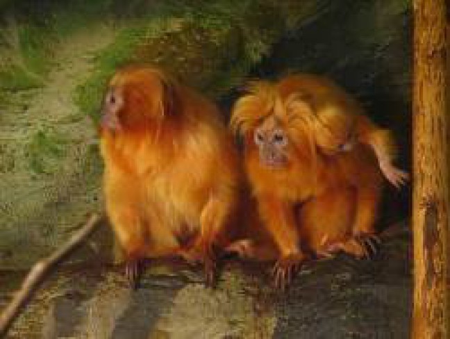 Polisi Prancis Lacak Keberadaan 17 Monyet Langka yang Dicuri