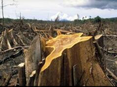 Puluhan Hektare Hutan Hilang, Pemkab Gowa Pastikan Ada Operasi Pembalakan Liar