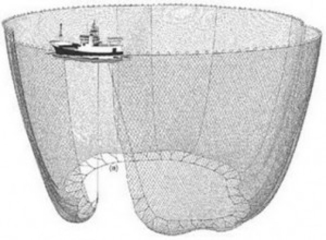 Pukat Gerandong Dilarang, Diharap Dongkrak Pendapatan Nelayan Tradisional