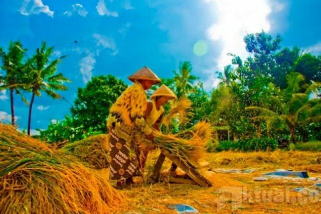 Ratusan Hektare Sawah Dilanda Kekeringan