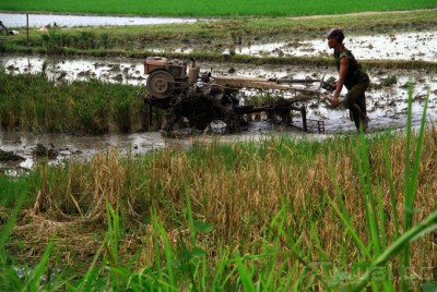Sawah Terpengaruh Musim Kemarau